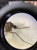 Sivun Aedes taeniorhynchus (Wiedemann 1821) kuva