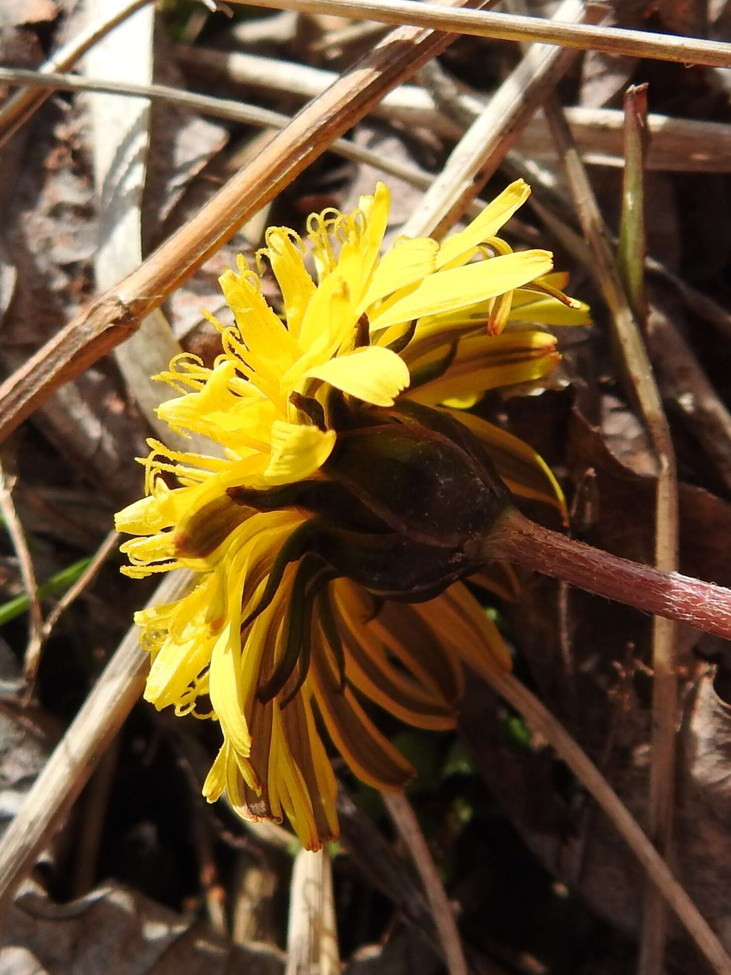 Plancia ëd Taraxacum palustre (Lyons) Symons