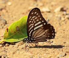 Graphium macareus (Godart 1819) resmi