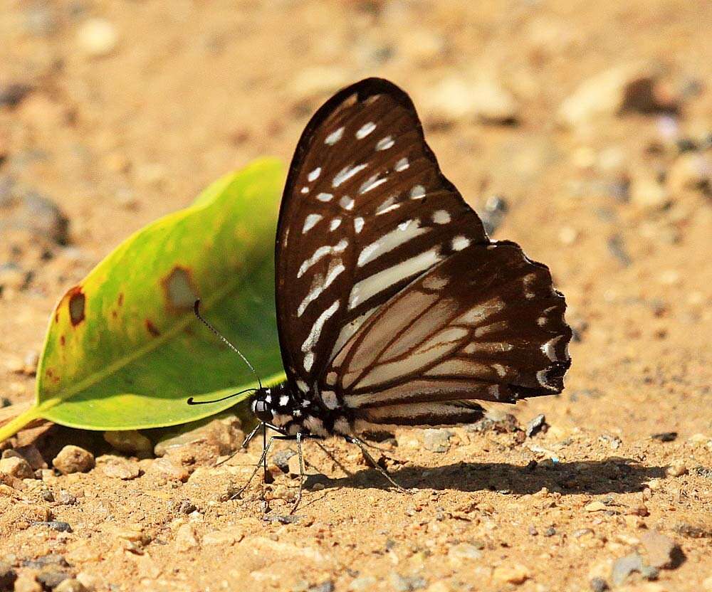 Image of Lesser Zebra