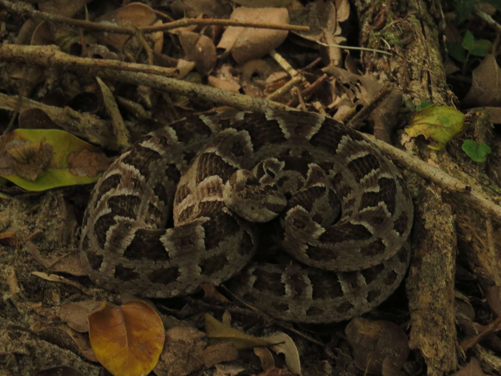 Bothrops pubescens (Cope 1870) resmi