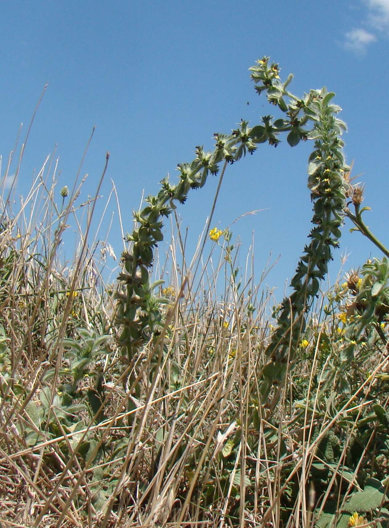 Image of mountain ironwort