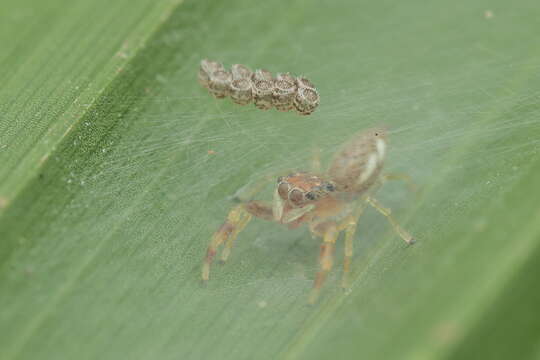 Image of Indopadilla insularis