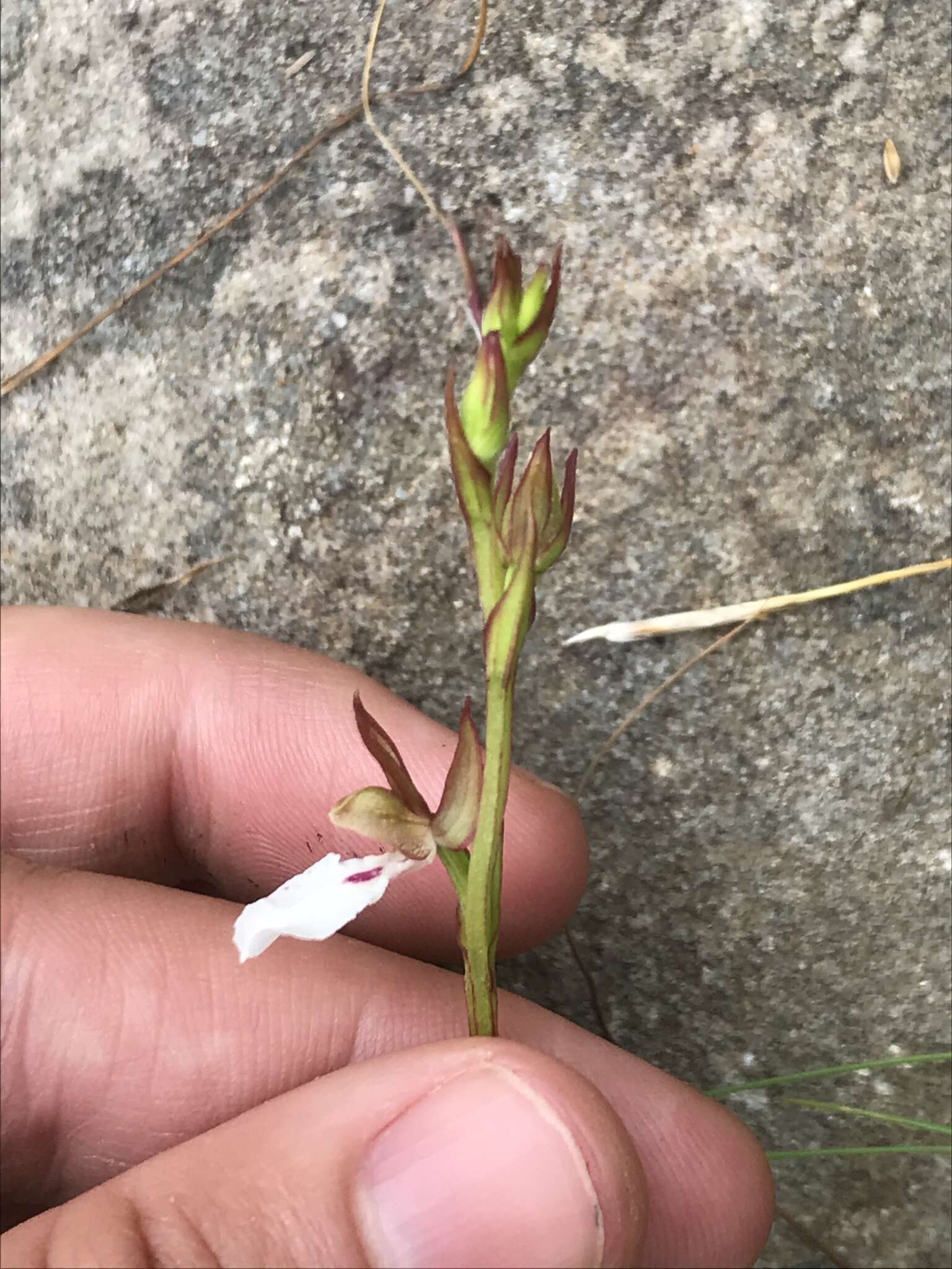 Image de Neobolusia tysonii (Bolus) Schltr.