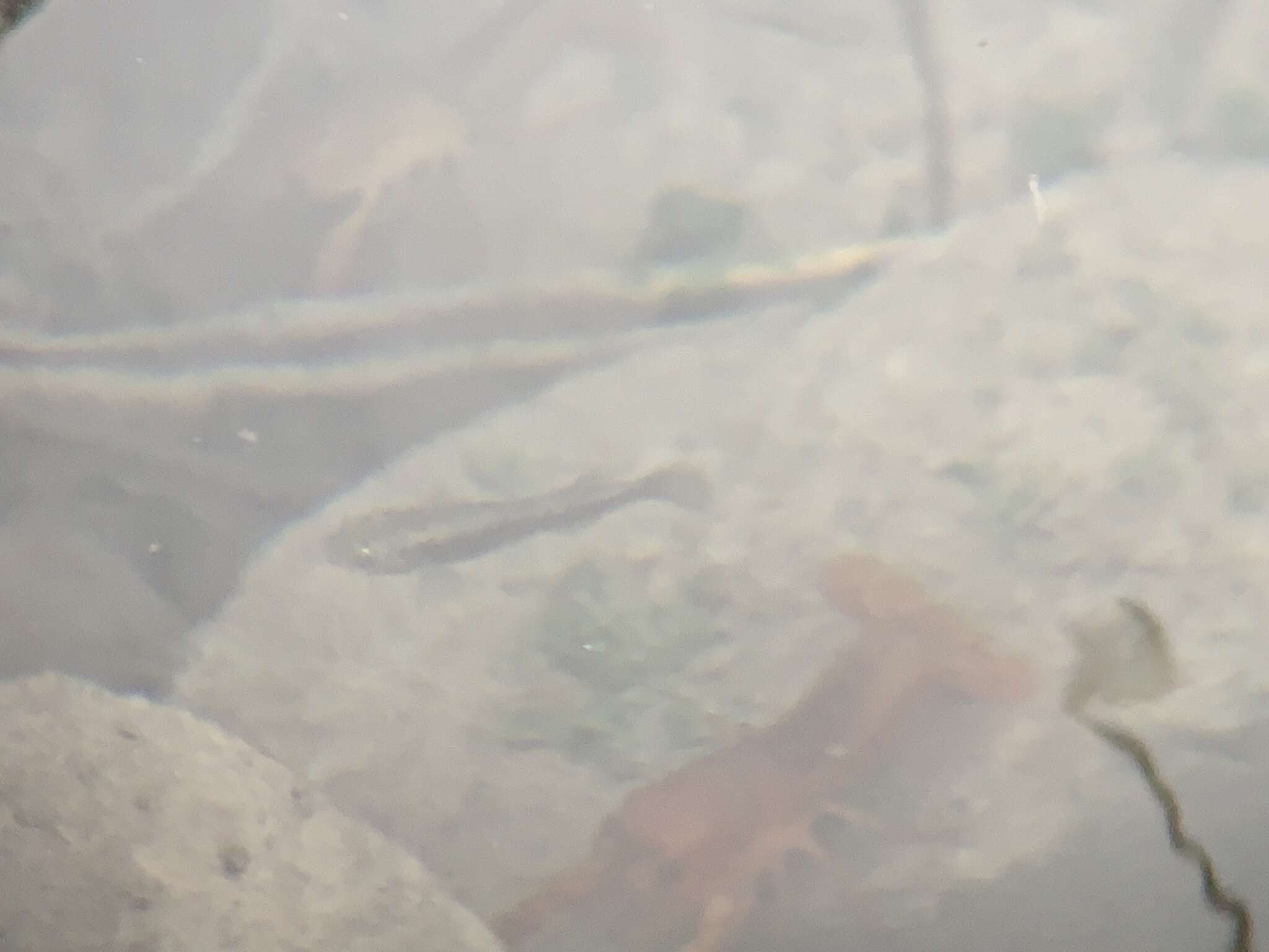 Image of Pahrump Poolfish