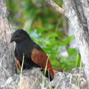 Image of Centropus toulou insularis Ridgway 1894