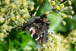 Image of Vanessa gonerilla gonerilla