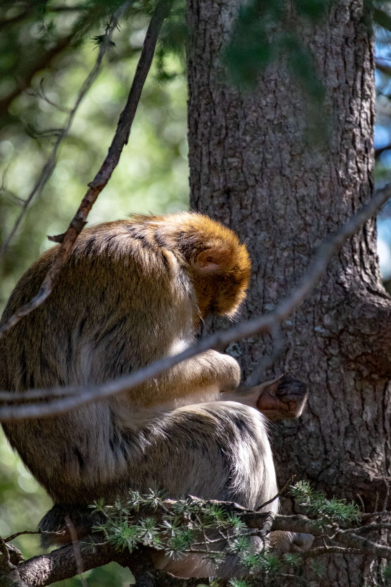 Image of Barbary Ape