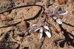 Image of Geissorhiza exscapa (Thunb.) Goldblatt