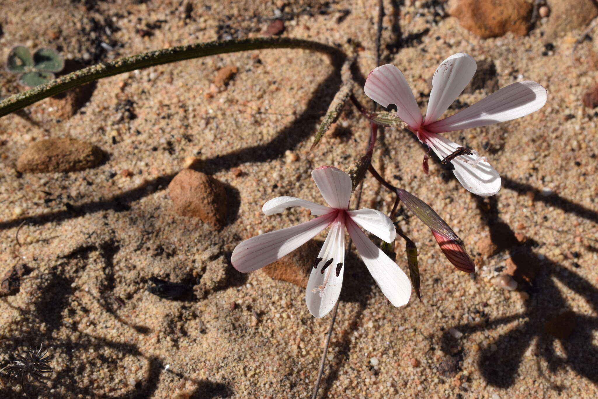 Image of Geissorhiza exscapa (Thunb.) Goldblatt