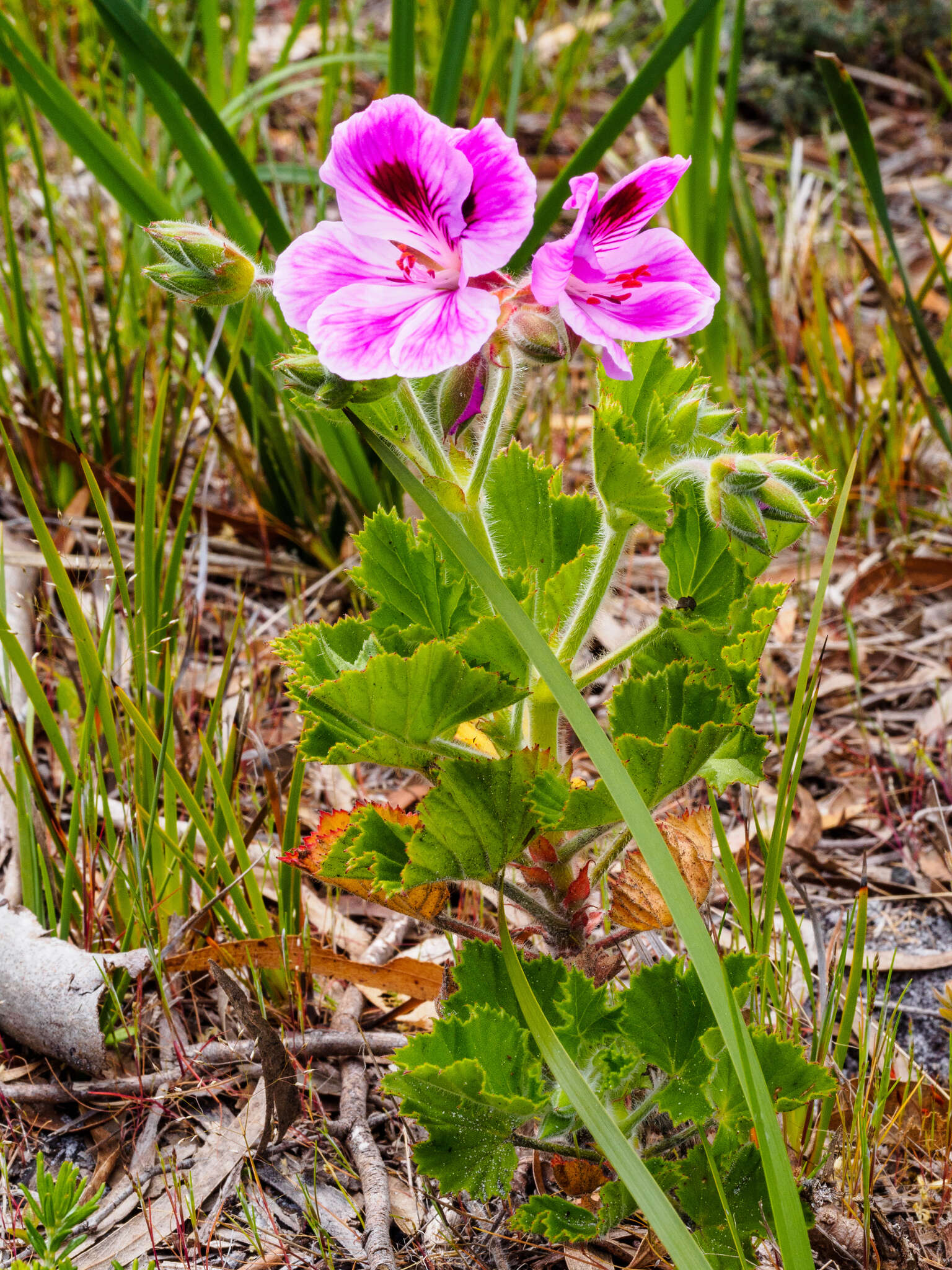 Image of regal pelargonium