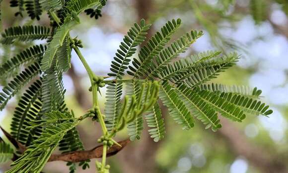 Image of Vachellia kosiensis (P. P. Sw. ex Coates Palgr.) Kyal. & Boatwr.