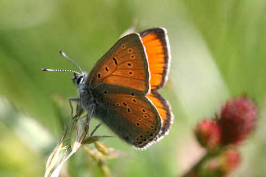 Image of <i>Lycaena hippothoe eurydame</i>