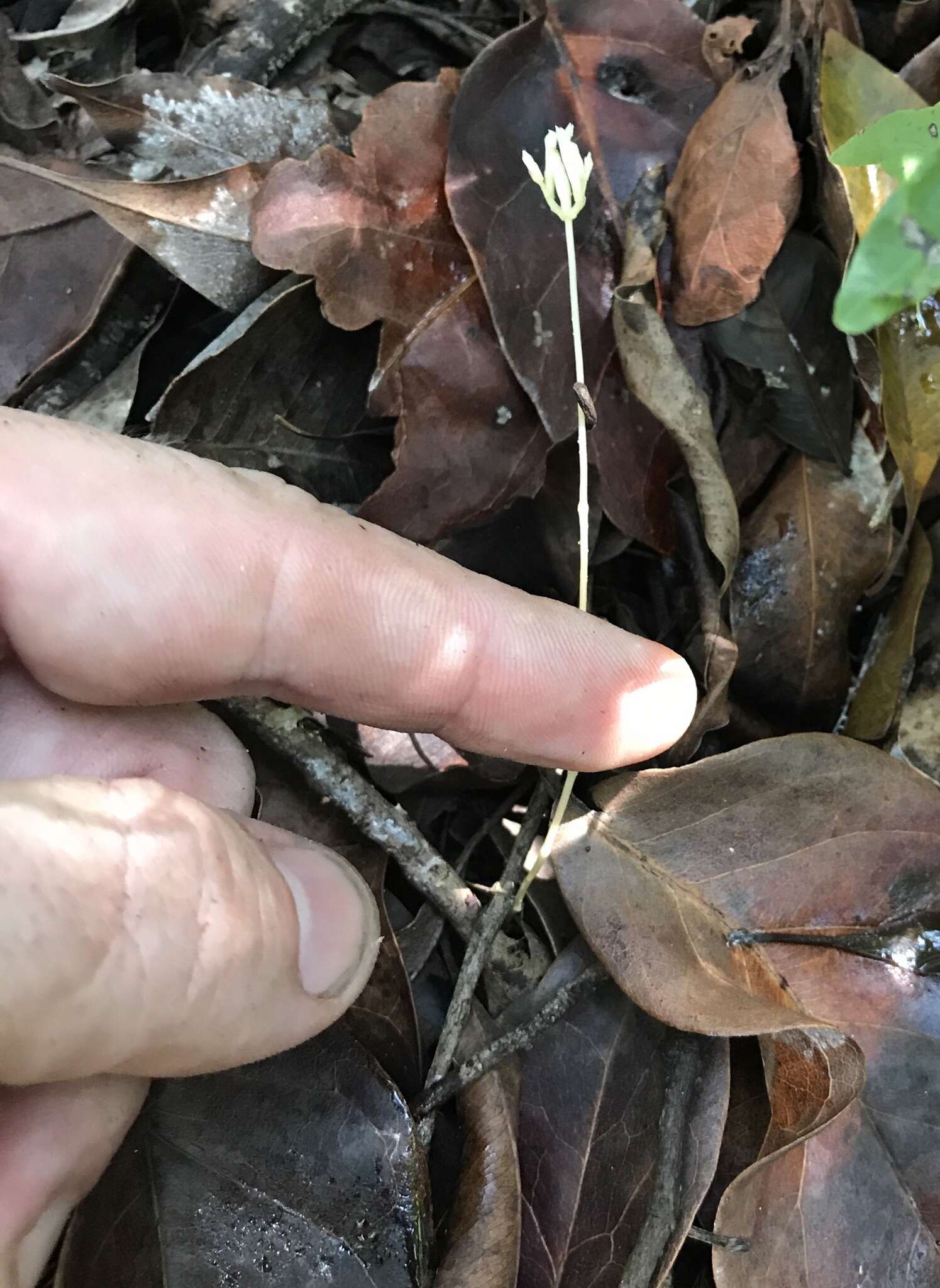 Image of parasitic ghostplant