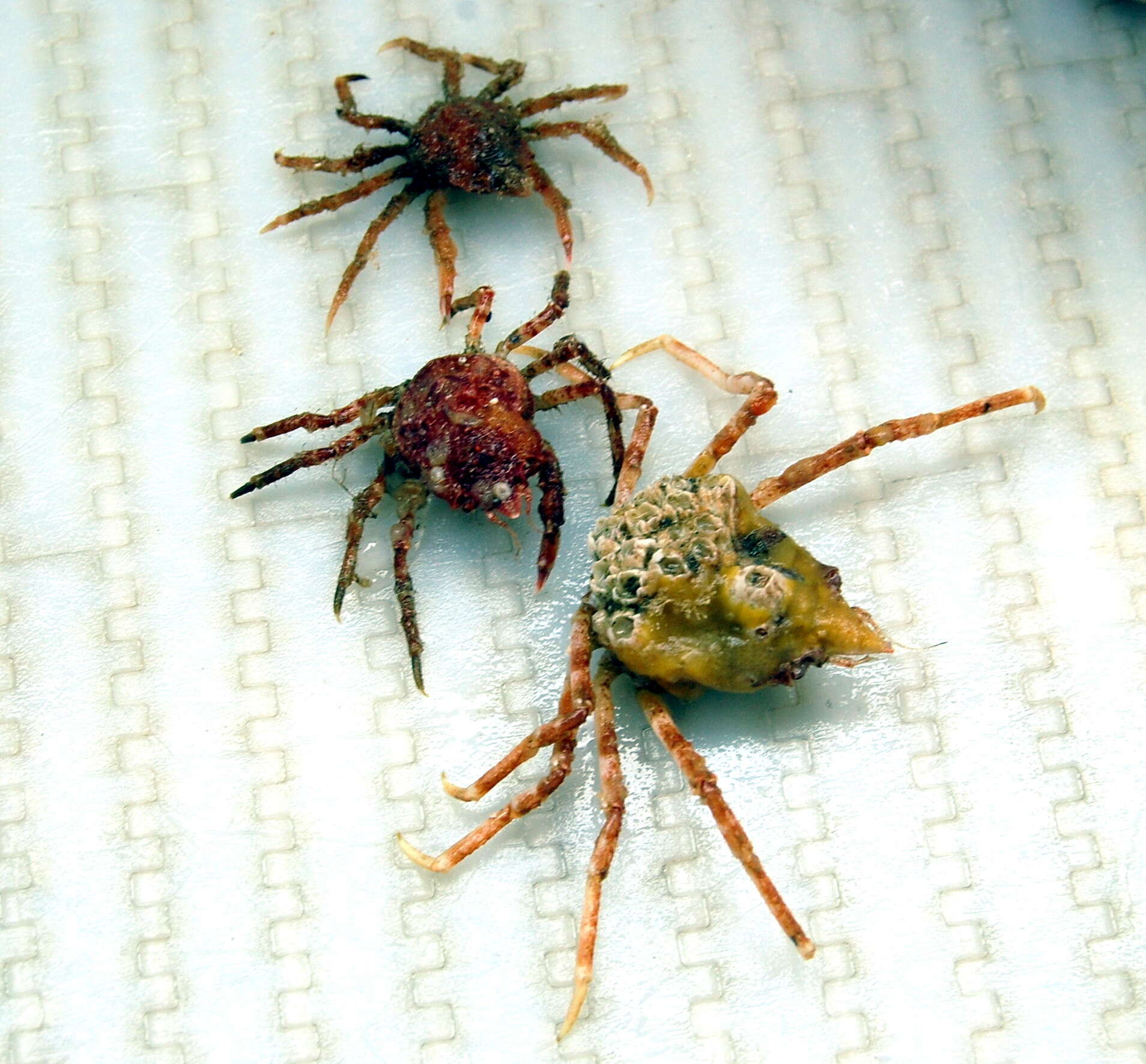 Image of Arctic lyre crab