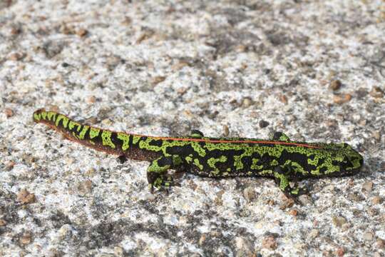 Triturus marmoratus (Latreille 1800) resmi