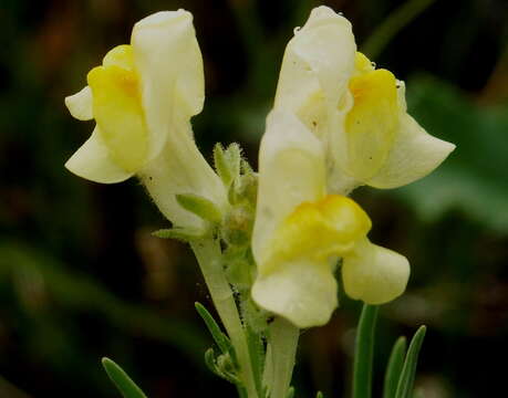 Plancia ëd Linaria debilis Kuprian.