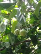 Image of Indian plum