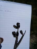 Image of Bobartia indica L.