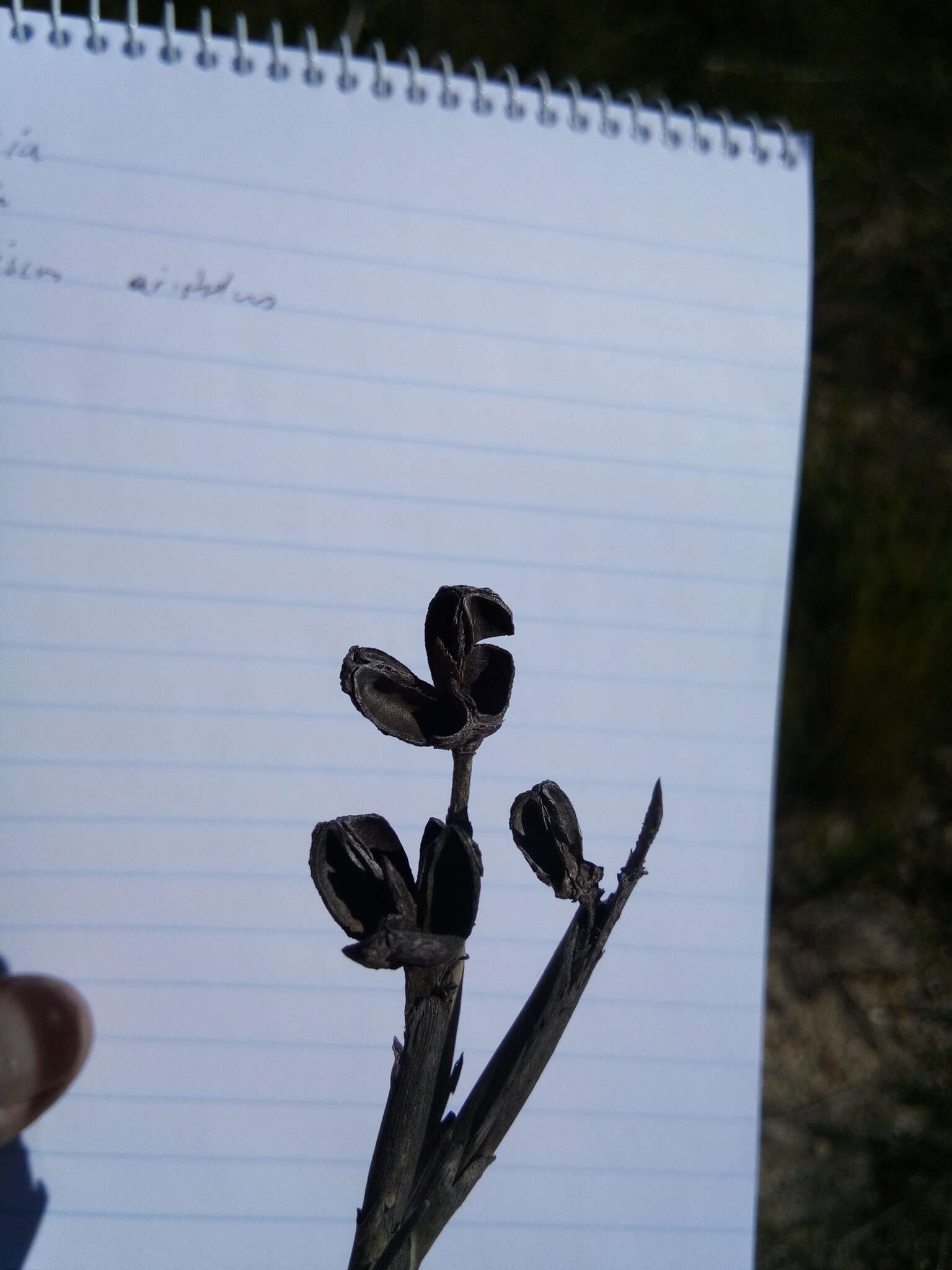 Image of Bobartia indica L.