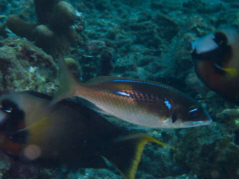 Image of Blue-stripe spinecheek