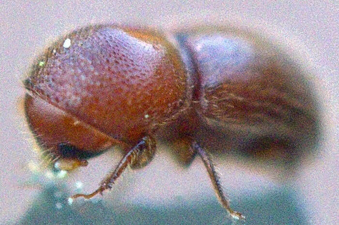 Image of granulated ambrosia beetle