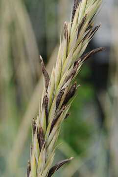 Image of Ergot