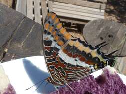 Image of Two-tailed Pasha