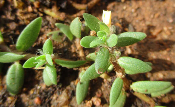 Sivun Portulaca quadrifida L. kuva