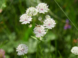 Imagem de Astrantia major L.