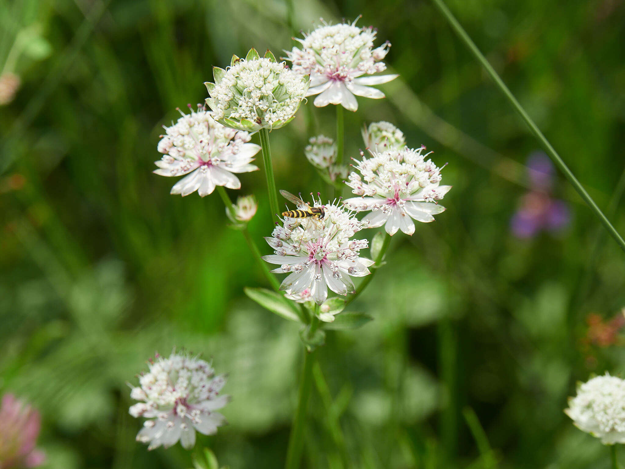 Imagem de Astrantia major L.