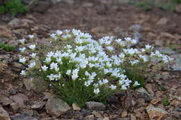 Plancia ëd Cherleria obtusiloba (Rydb.) A. J. Moore & Dillenb.