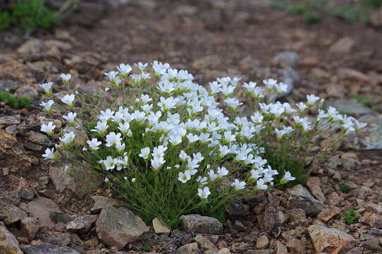 Plancia ëd Cherleria obtusiloba (Rydb.) A. J. Moore & Dillenb.