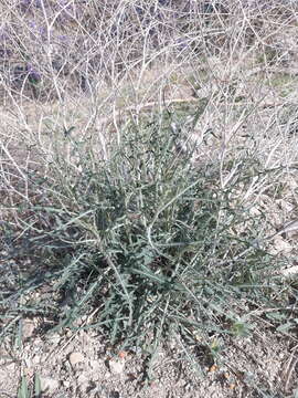 Image of Lactuca orientalis (Boiss.) Boiss.