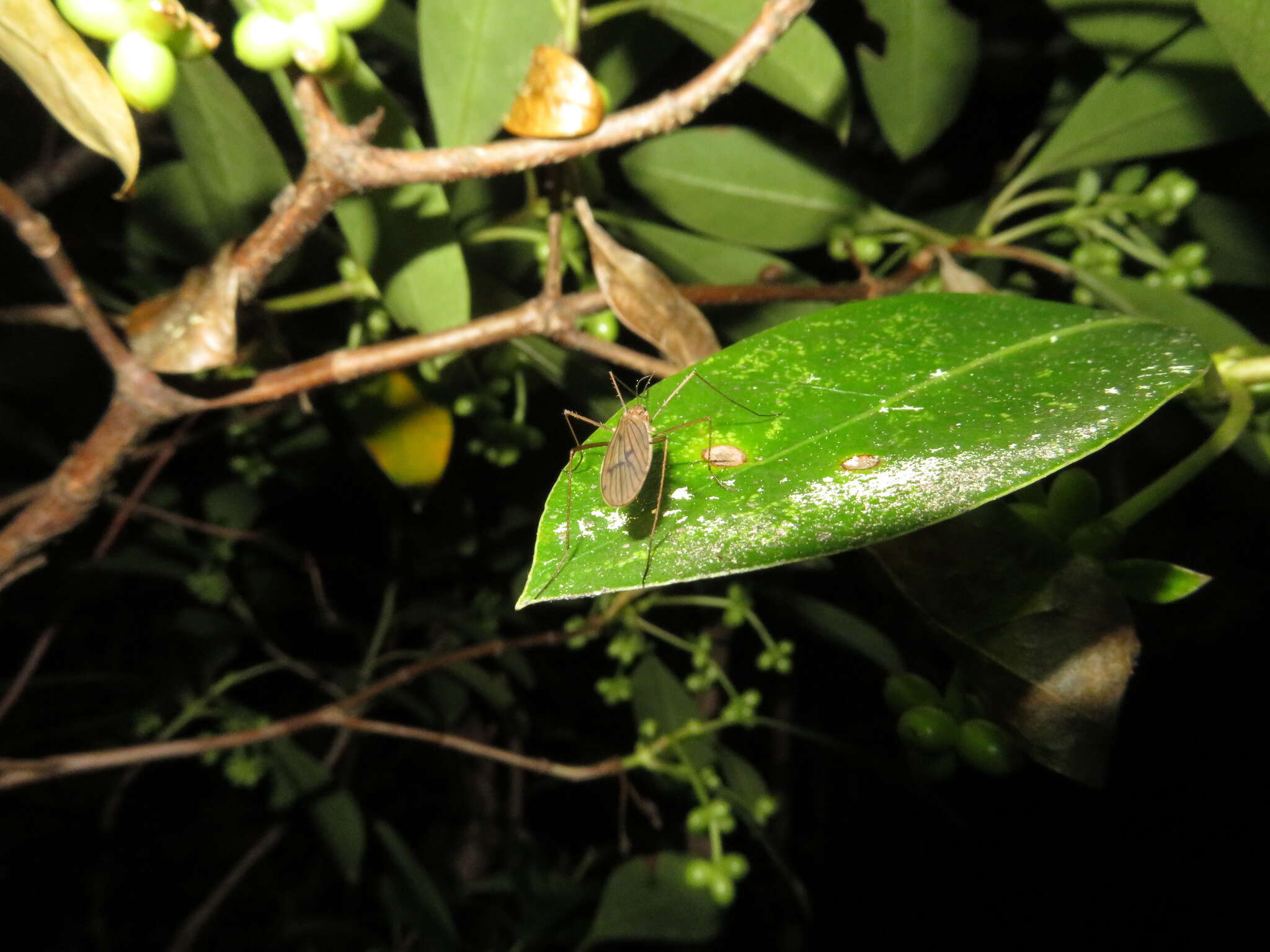 Image of Amphineurus (Nothormosia) insulsus (Hutton 1902)