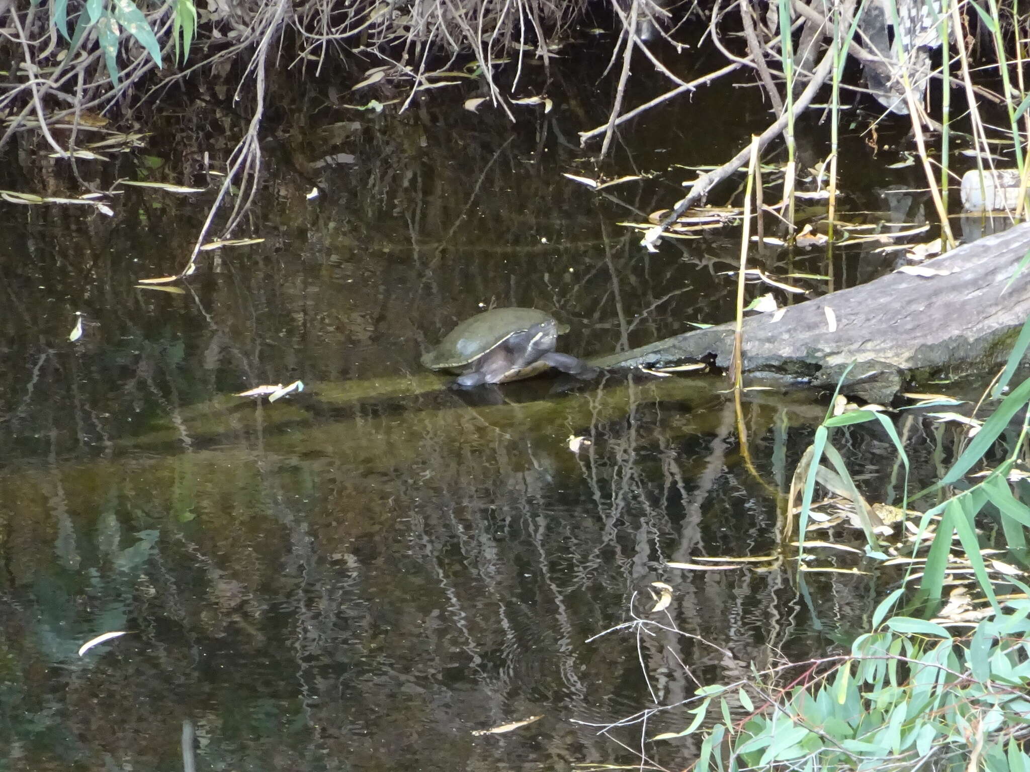 Image of Murray River Turtle