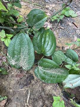 Image of Smilax setosa Miq.