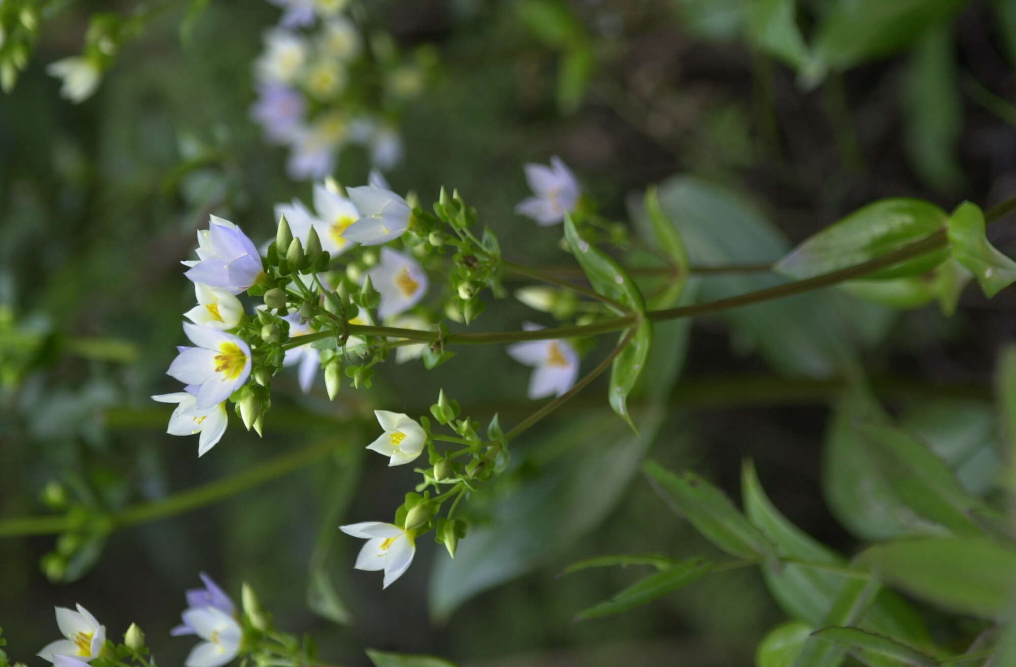 Image of Exacum divaricatum Schinz