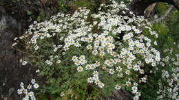 Tanacetum partheniifolium (Willd.) Sch. Bip. resmi