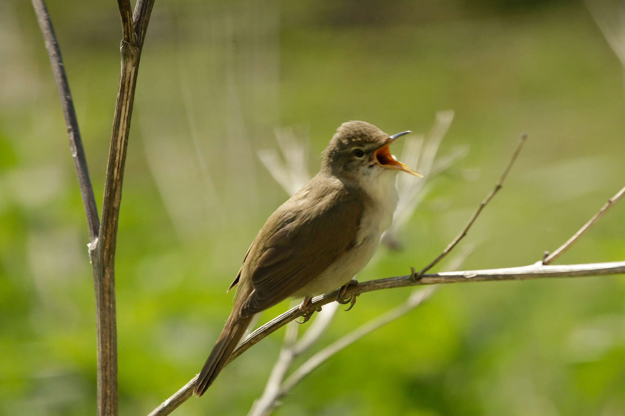 Image of Blyth's Reed Warbler