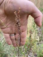 Image of prairie pinweed