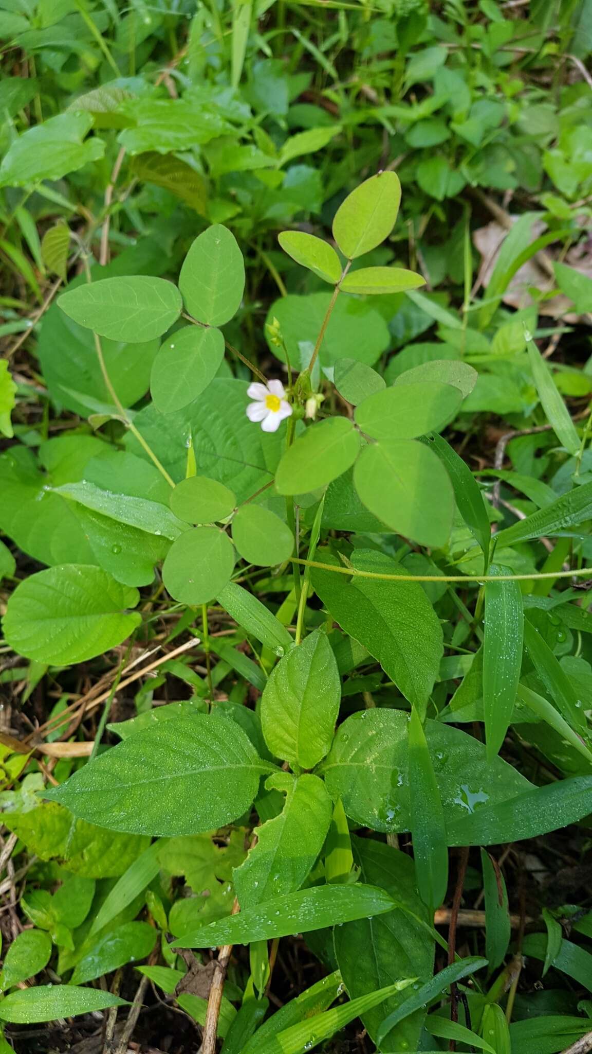 Слика од Oxalis barrelieri L.