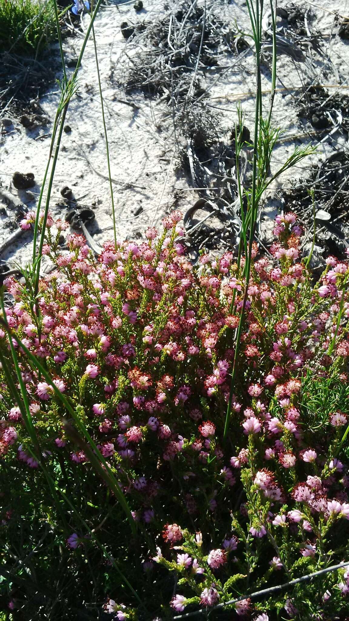 Plancia ëd Erica glabella subsp. glabella