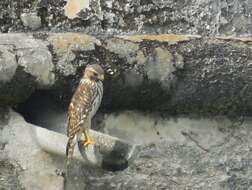 Image of Red-shouldered Hawk