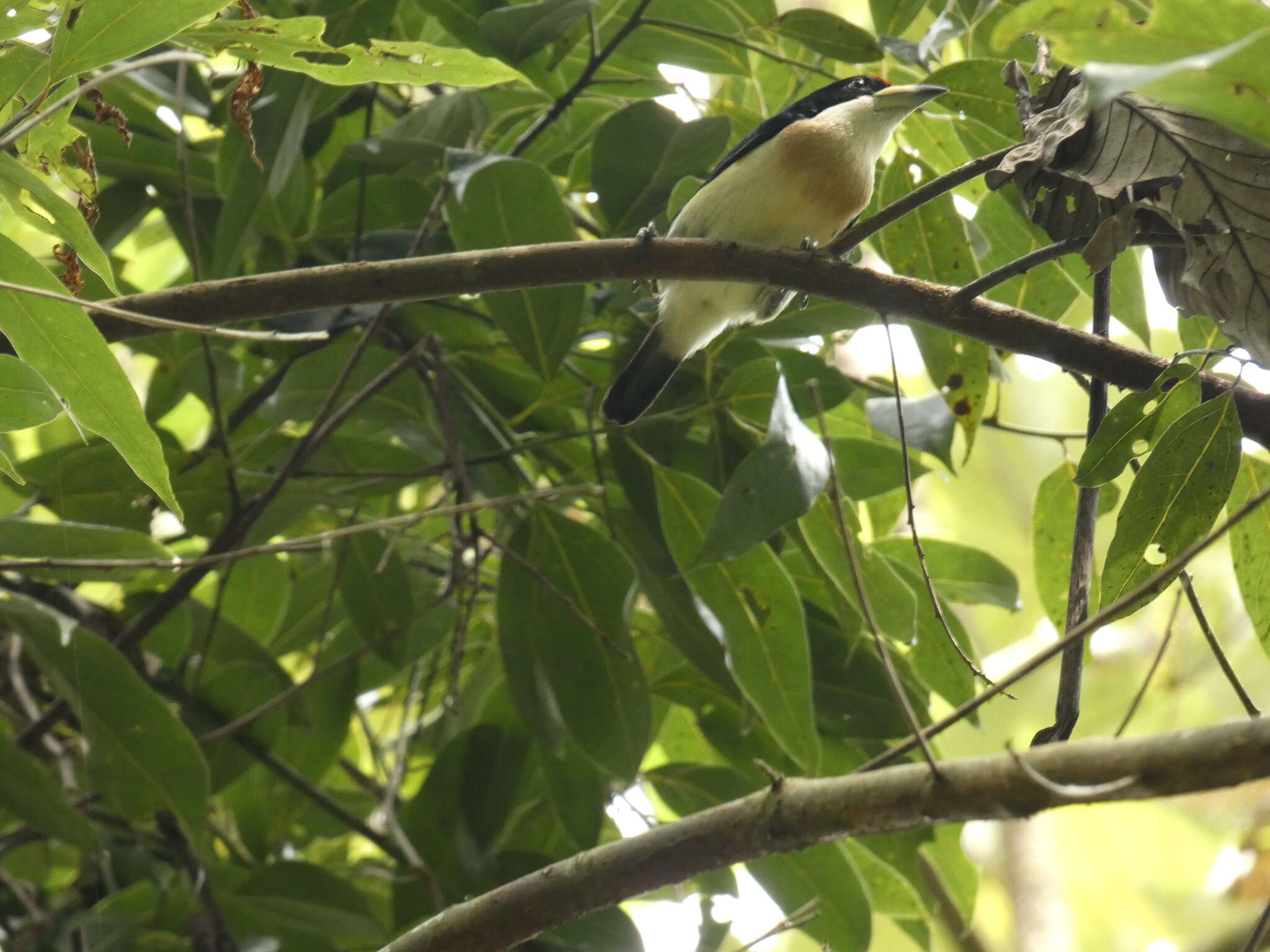 Image of White-mantled Barbet