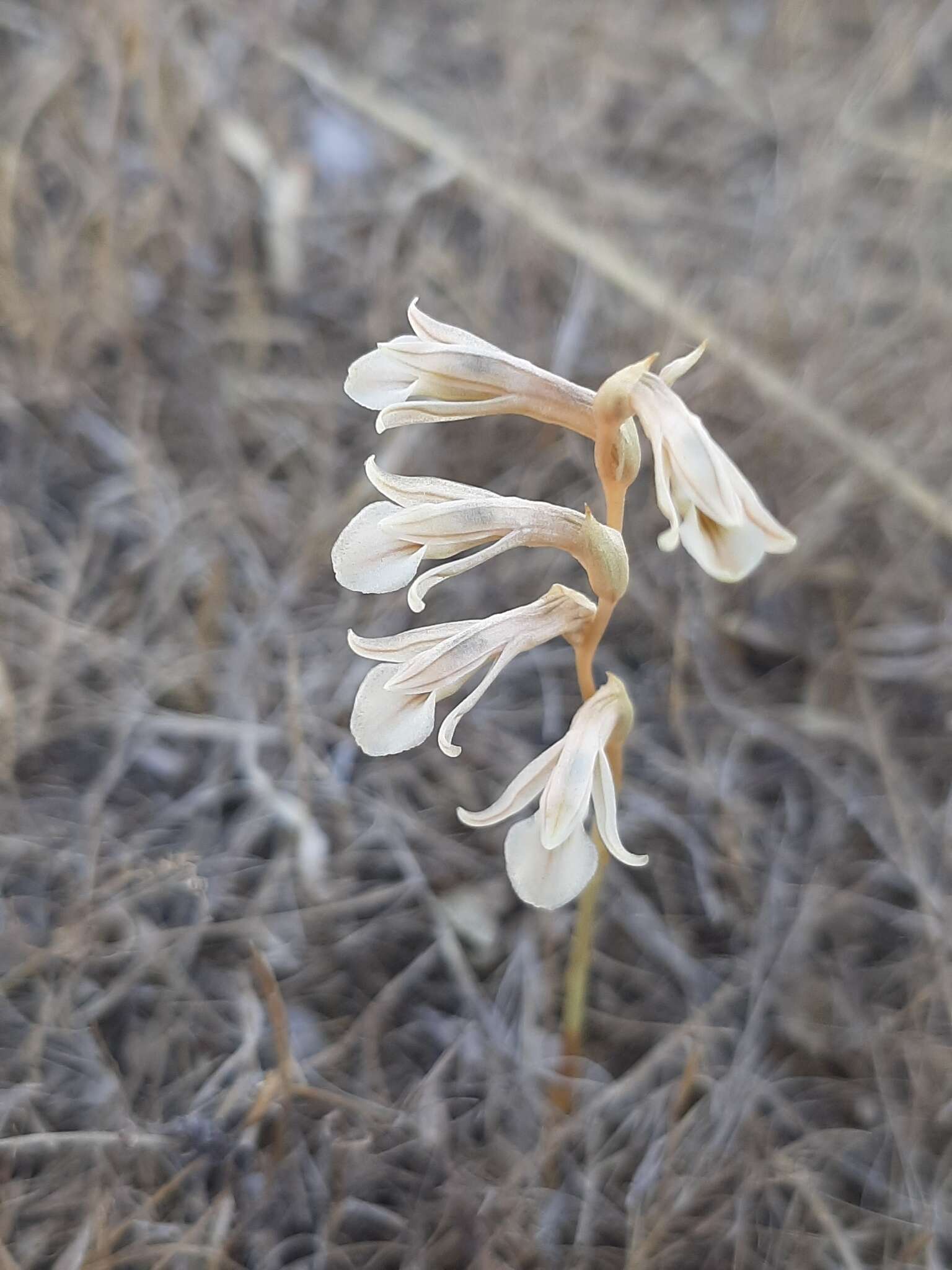 Image of Schiedeella crenulata (L. O. Williams) Espejo & López-Ferr.