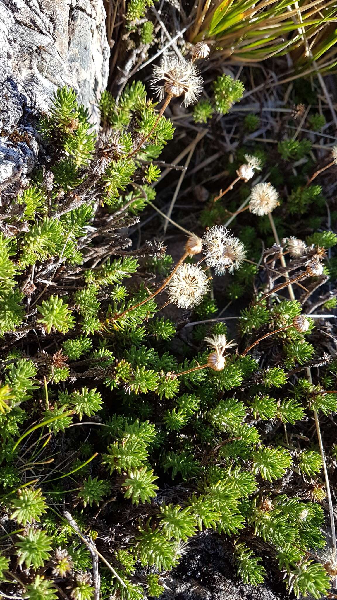 Plancia ëd Celmisia lateralis J. Buch.