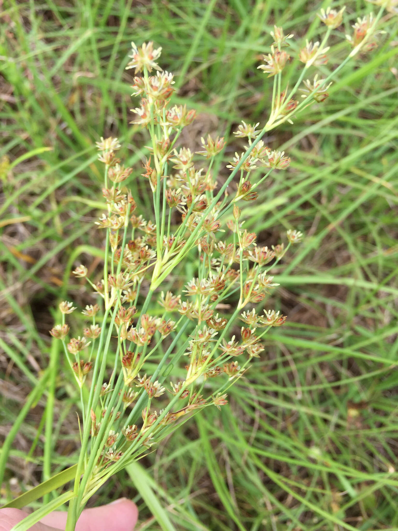 Image of grassleaf rush