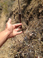 Image of protruding buckwheat