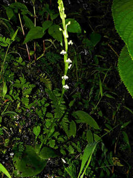 Image of Habenaria brachyphylla (Lindl.) Aitch.